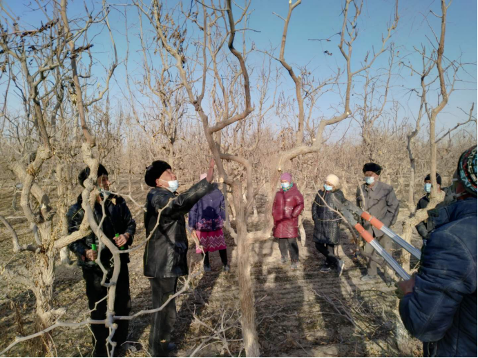 抓好冬季棗樹修剪培訓提高村民技能增加收入